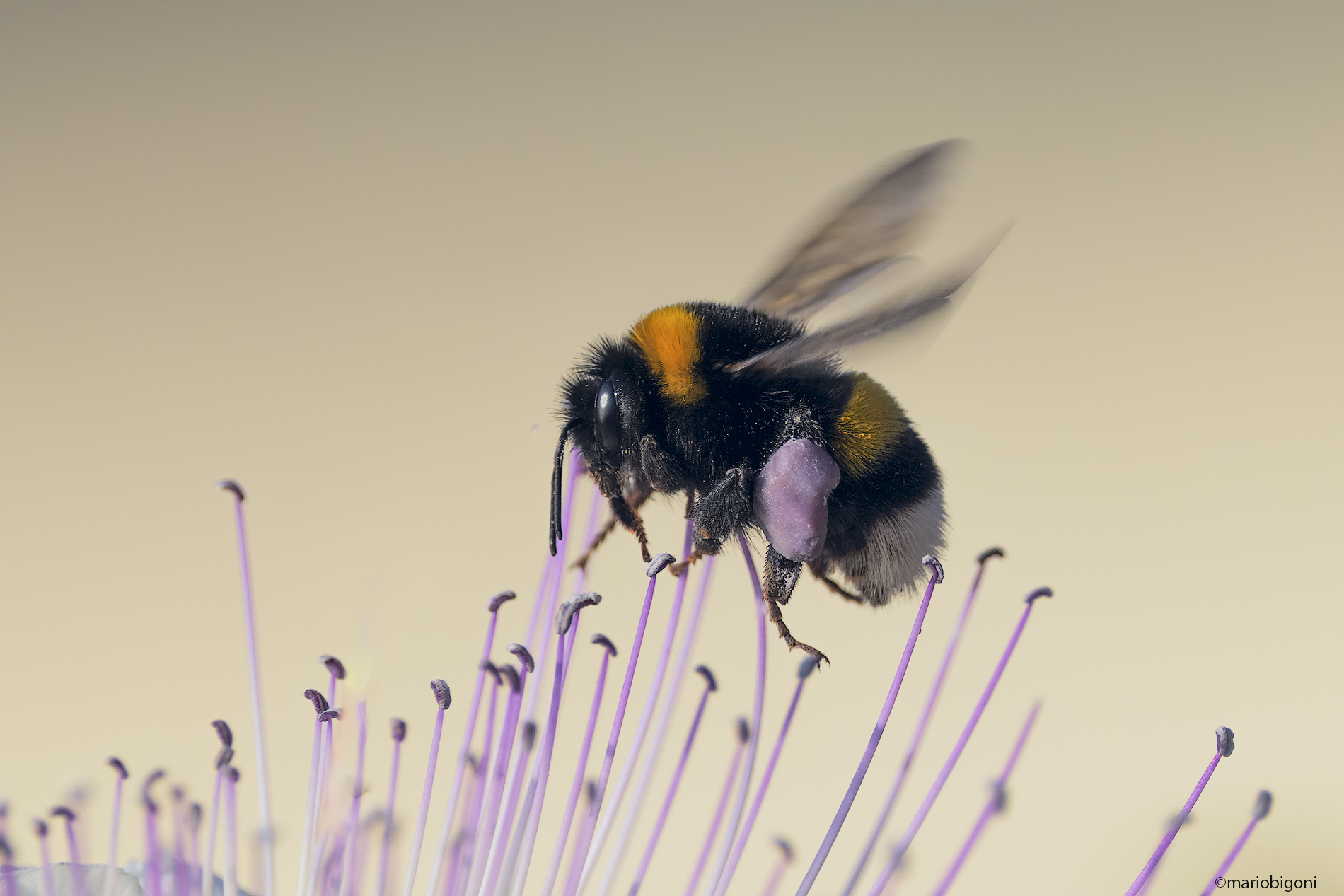 Bumblebee on caper flower...