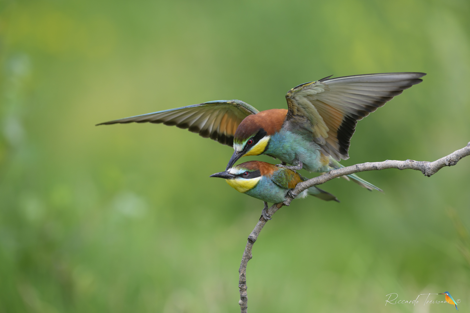 Love is in the air (bee-eaters)...