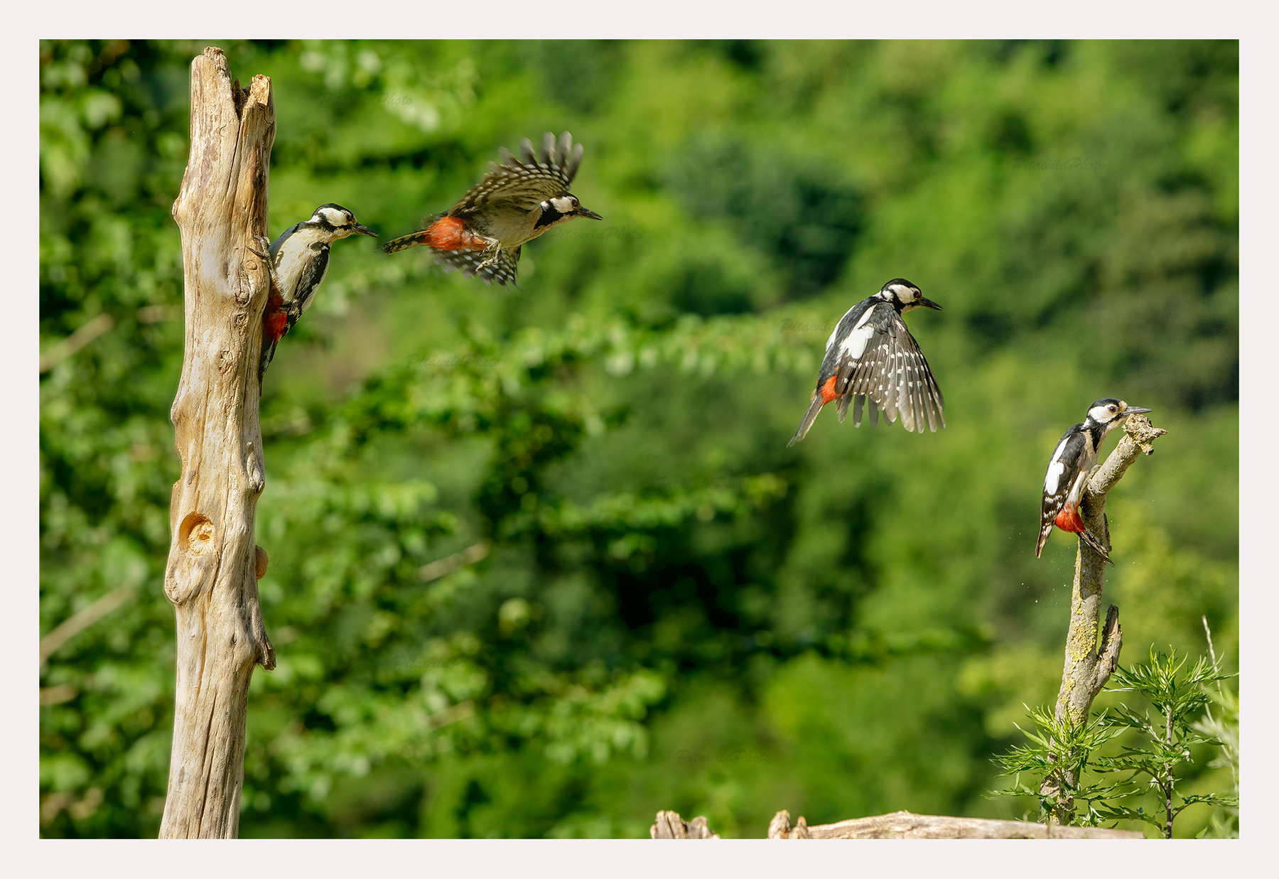 the flight of the Woodpecker...