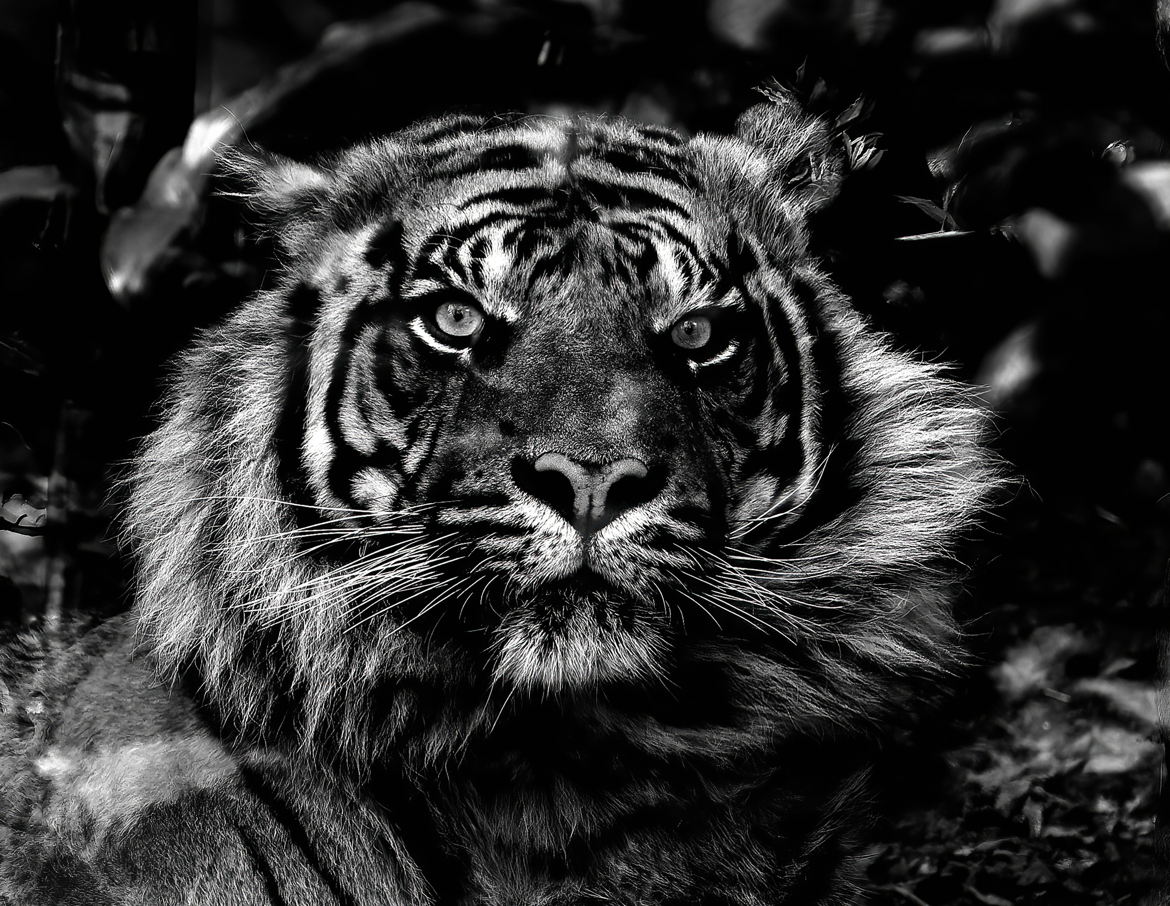Bengal Tiger Portrait...