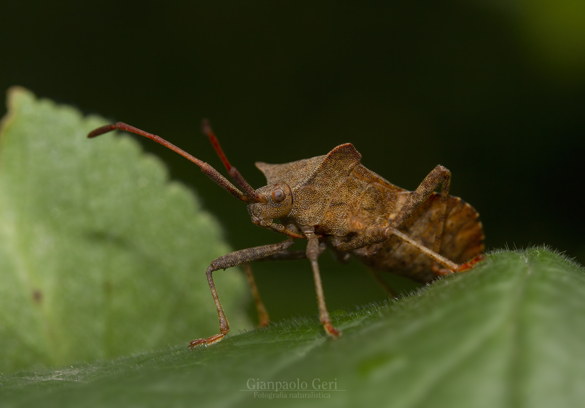 Coreus marginatus (Hemiptera: Coreidae)...