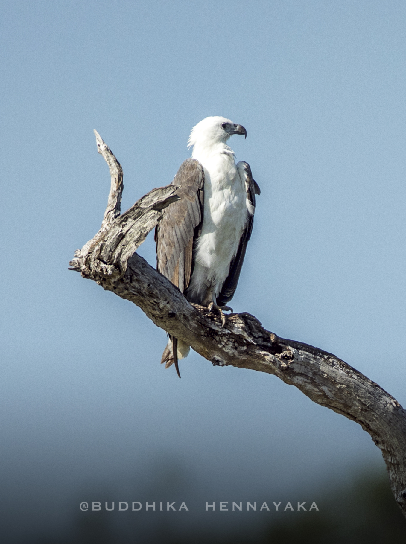 White bellied fish eagle...
