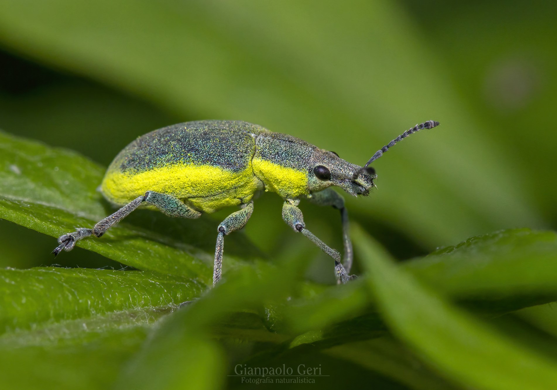 Chlorophanus viridis (Coleoptera: Curculionidae)...