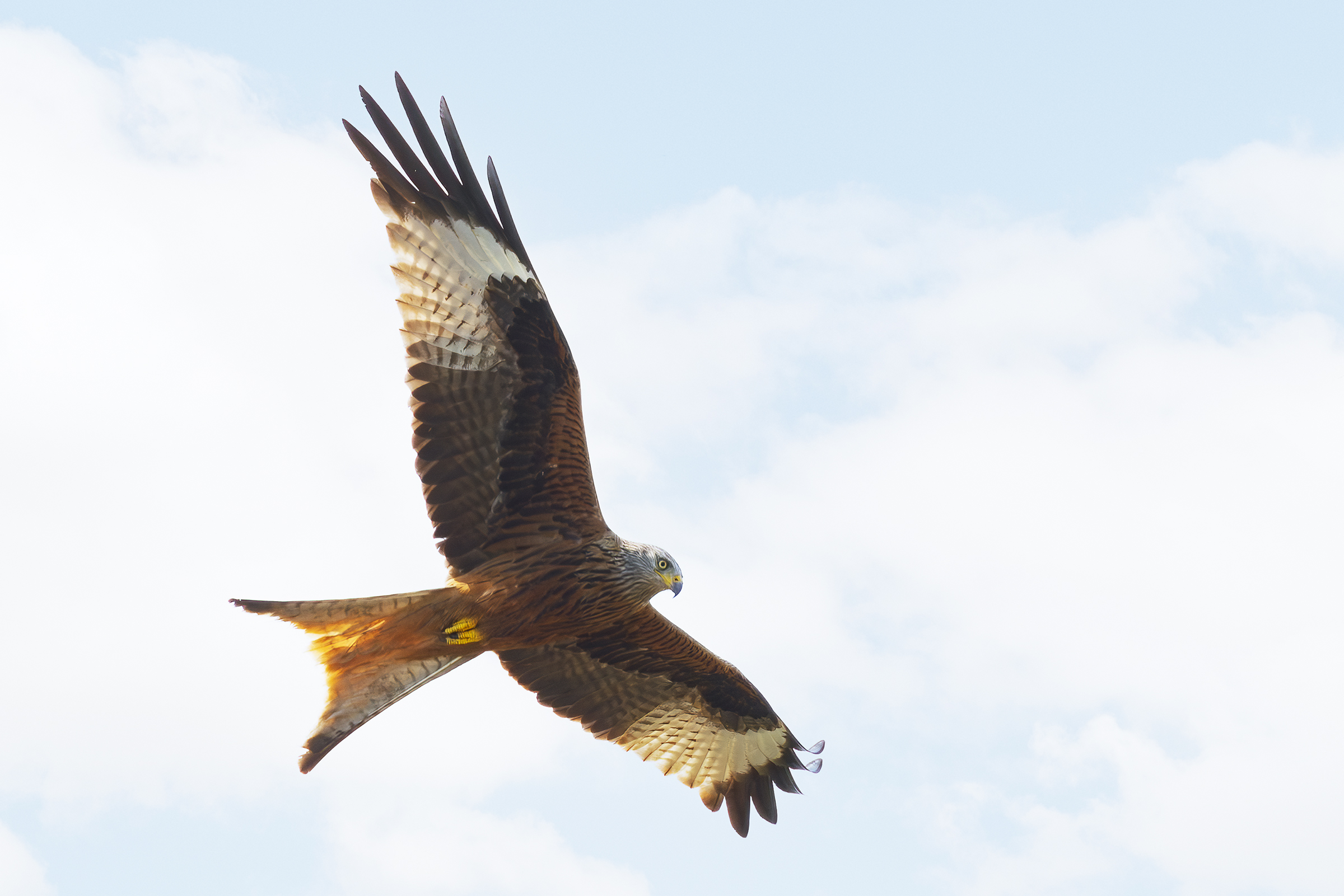 Red Kite Front Turn...
