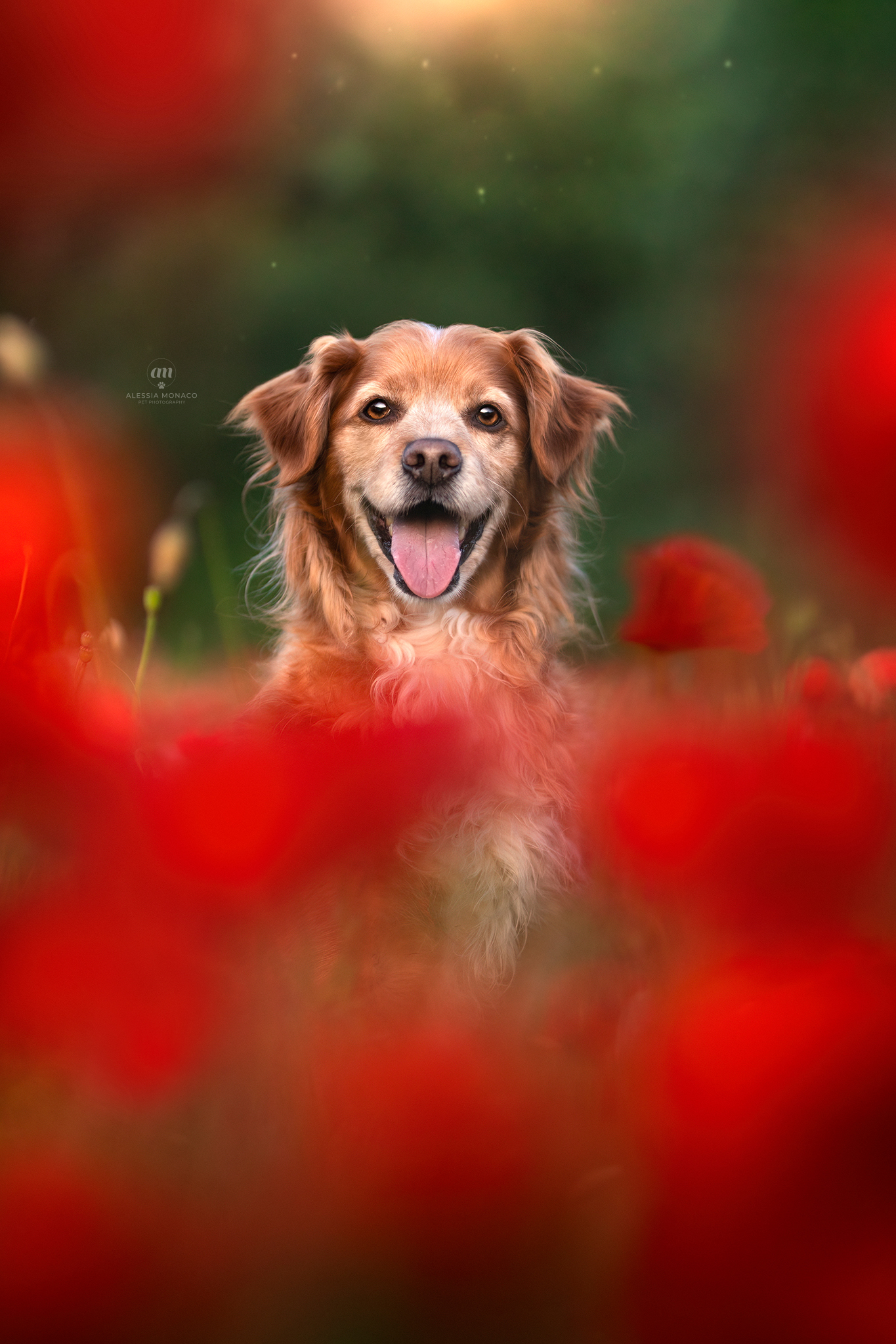 Happy dog in poppies...