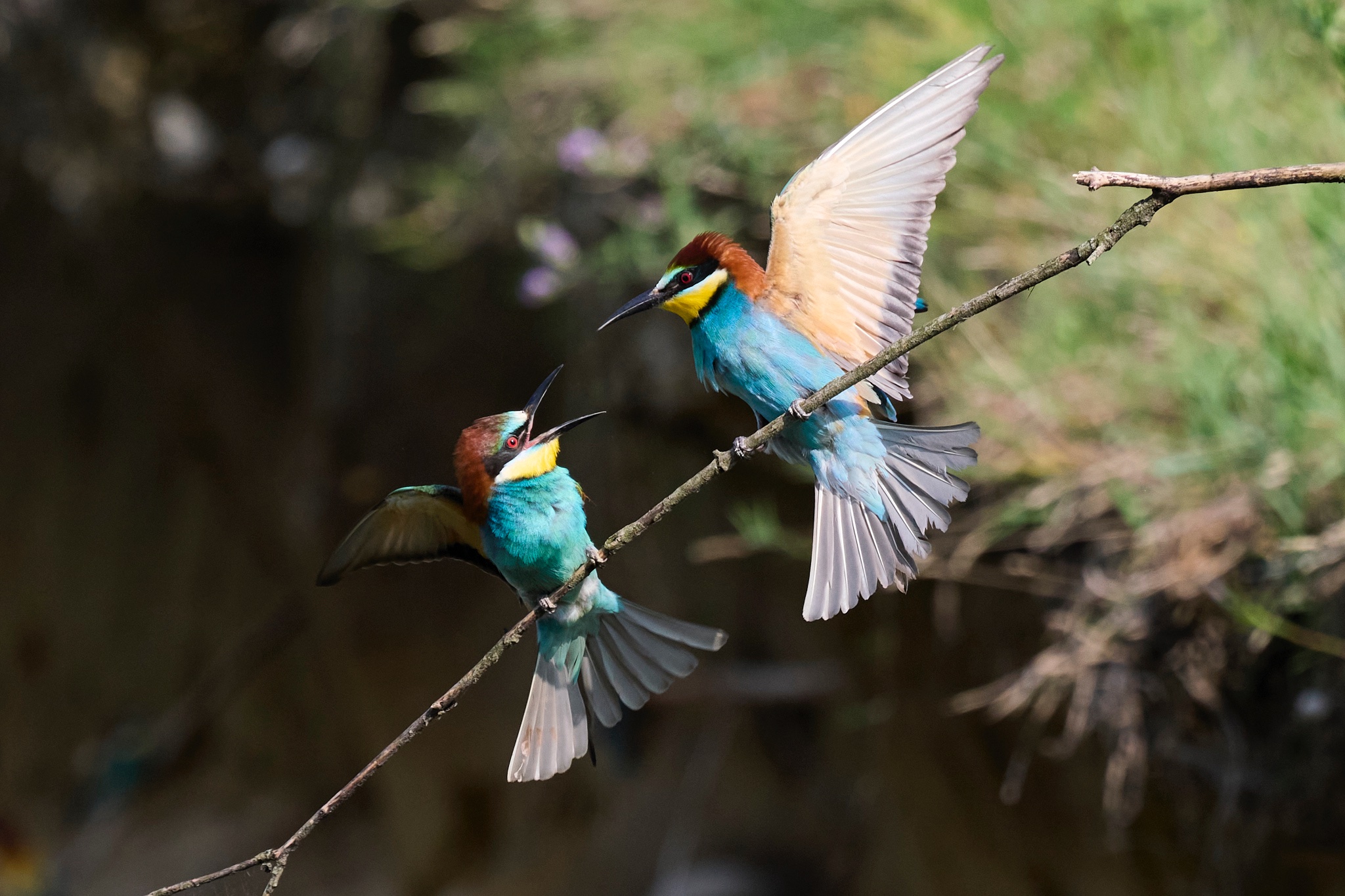 Bee-eater discussion...