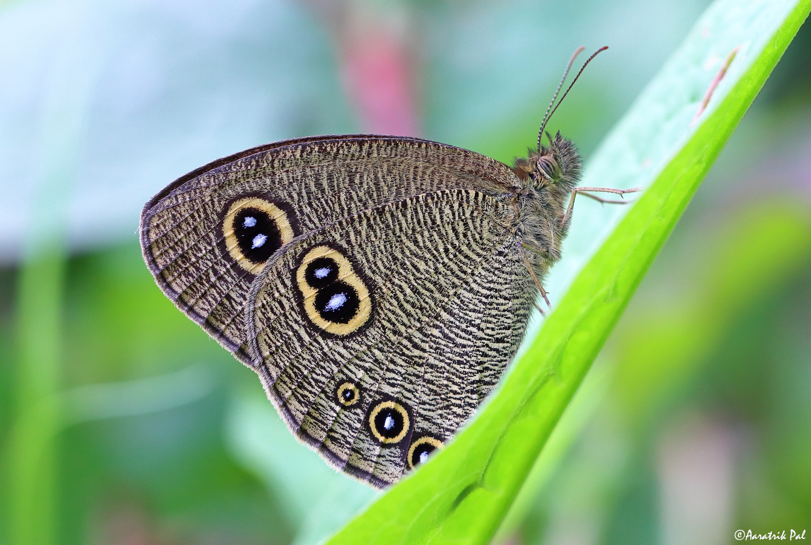 Himalayan Five-ring butterfly...