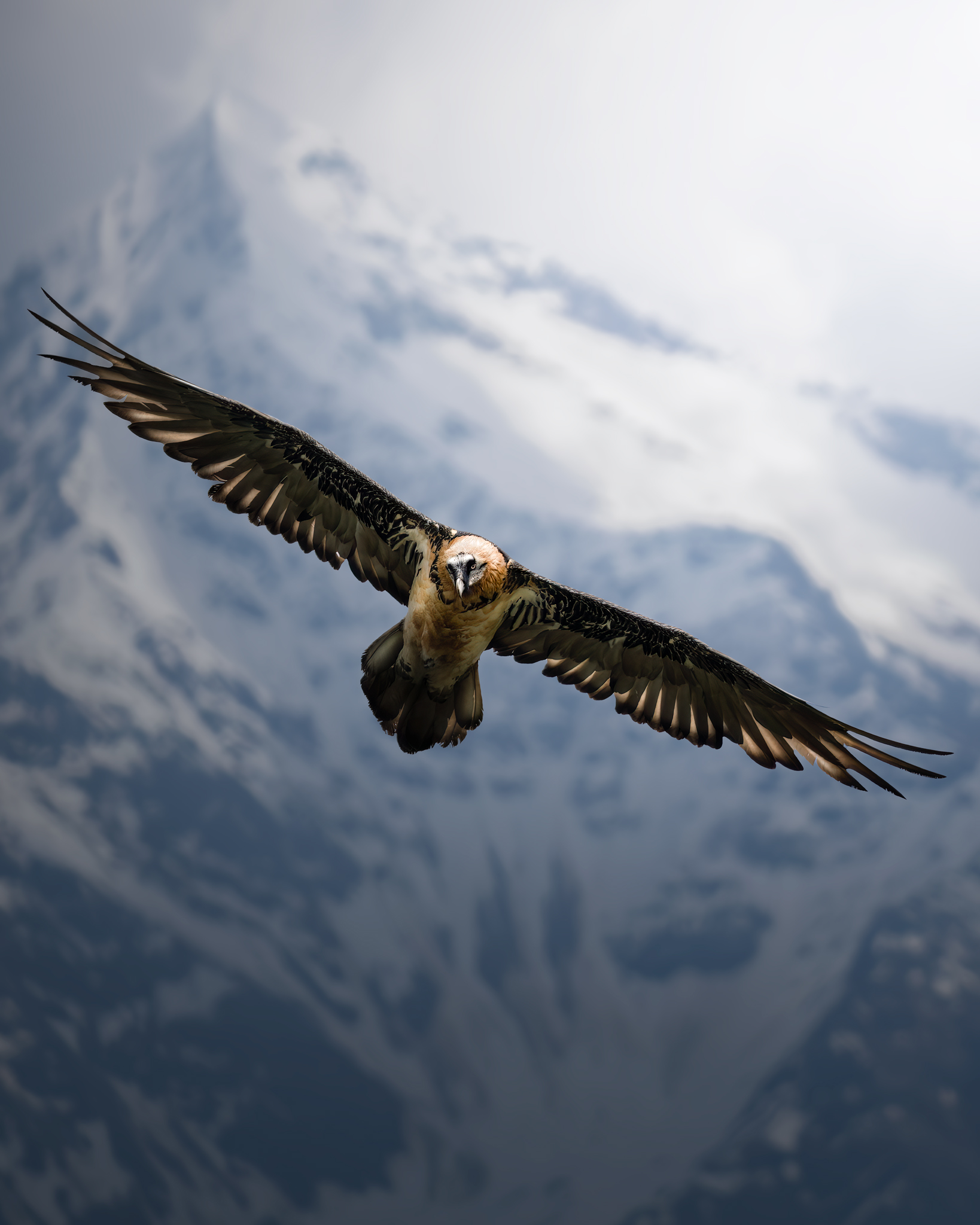 The Bearded Vulture ...
