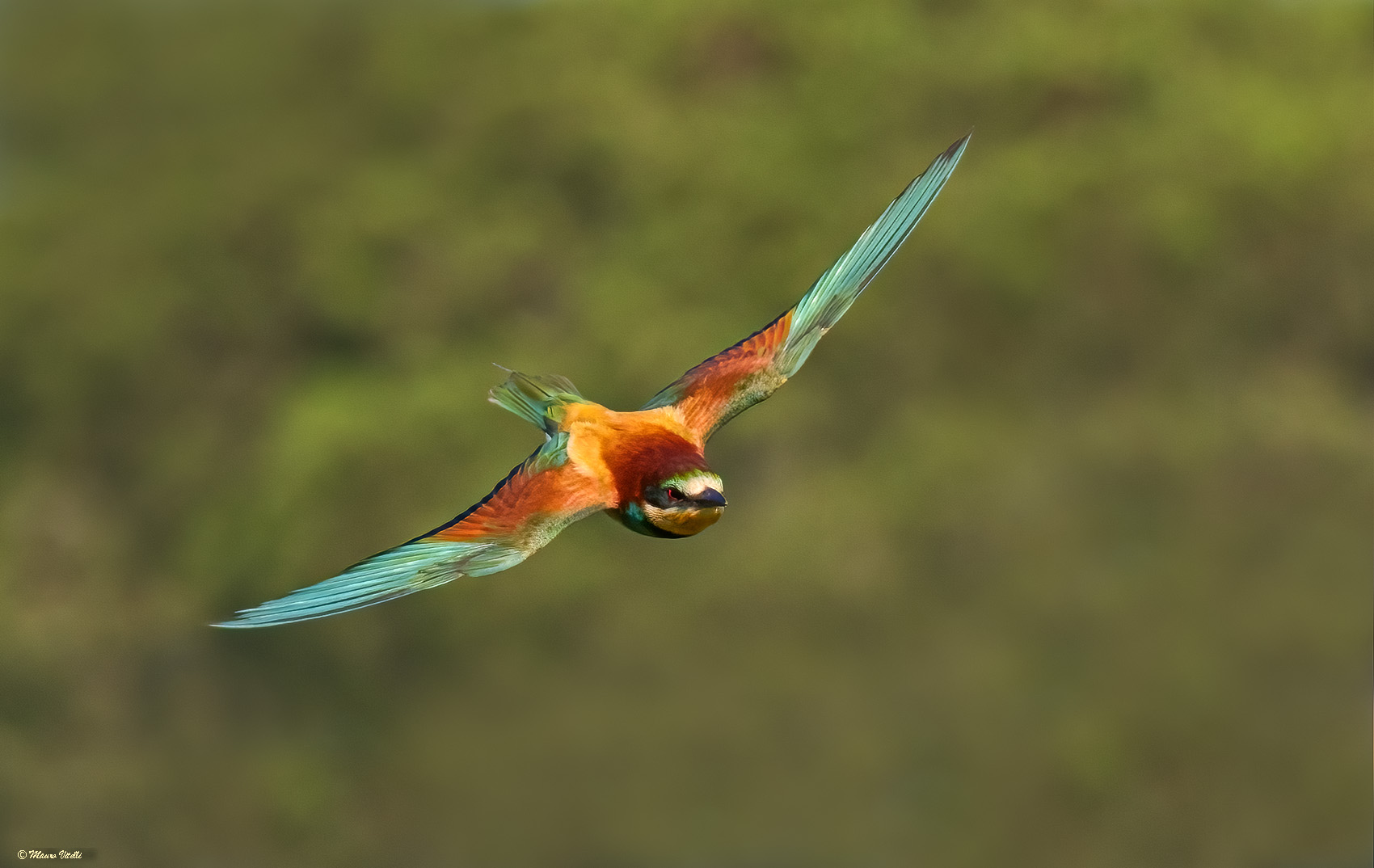 Bee-eater (Merops apiaster)...