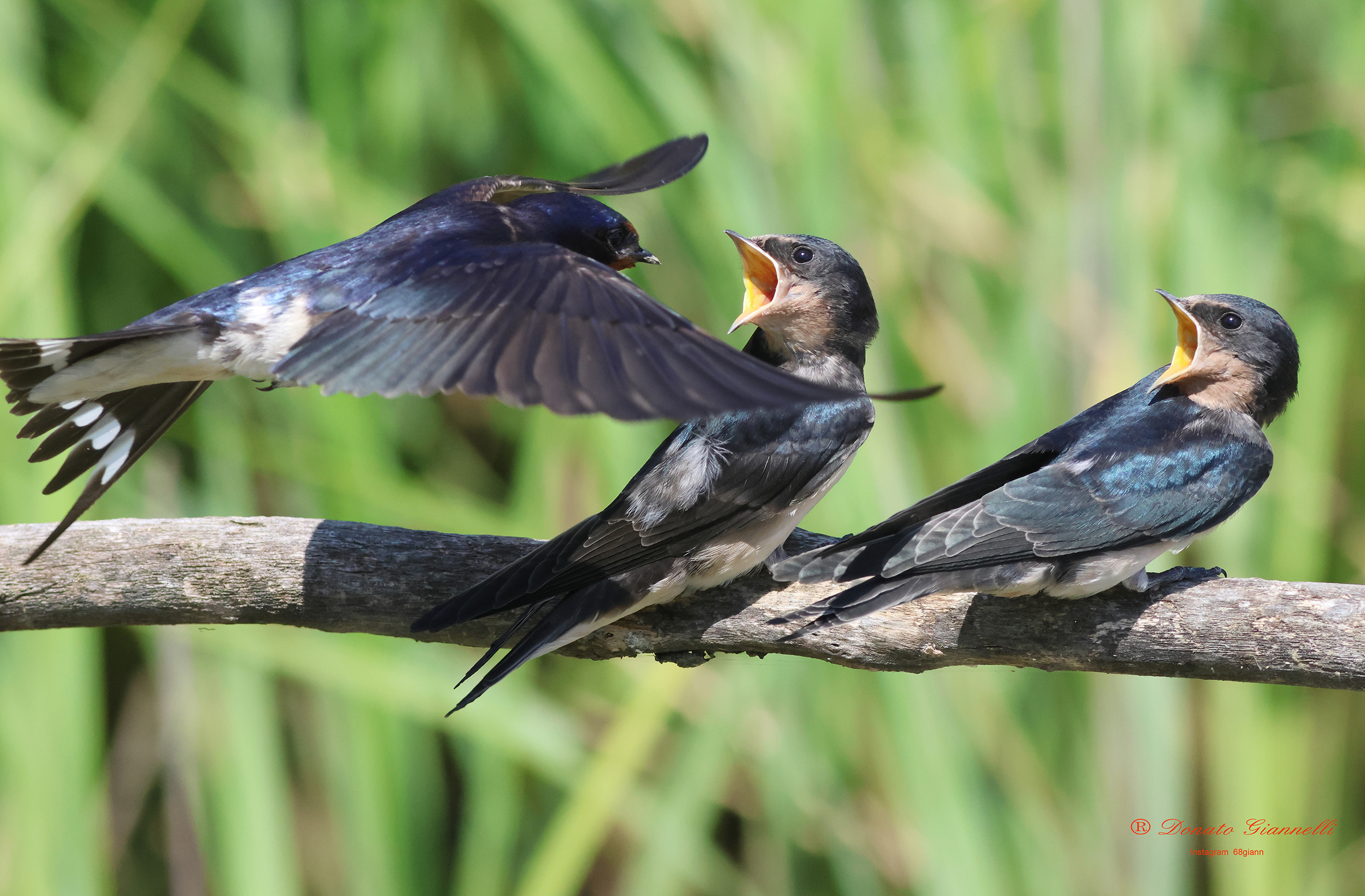 Swallows caught...