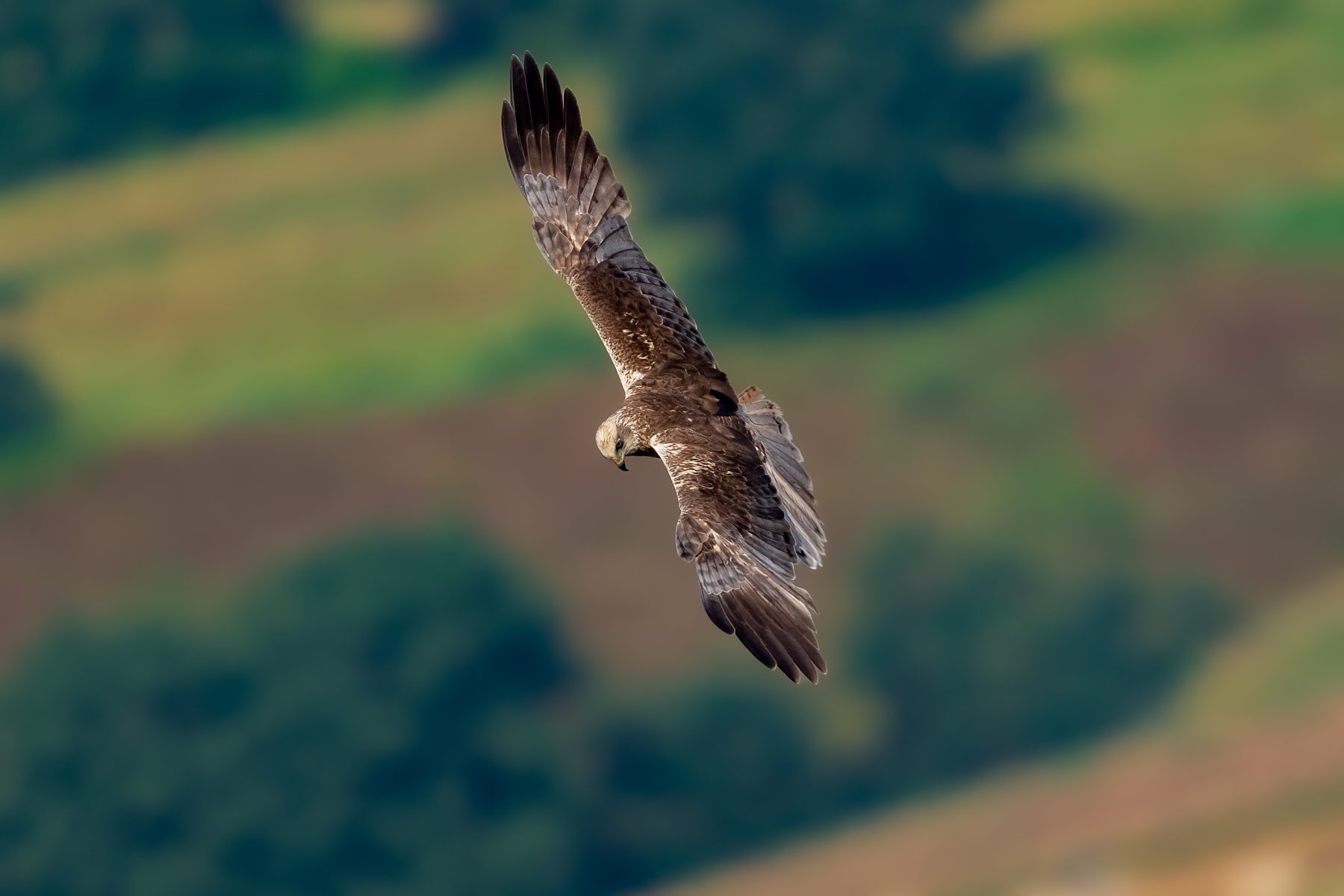 Falco di palude (Circus aeruginosus)...