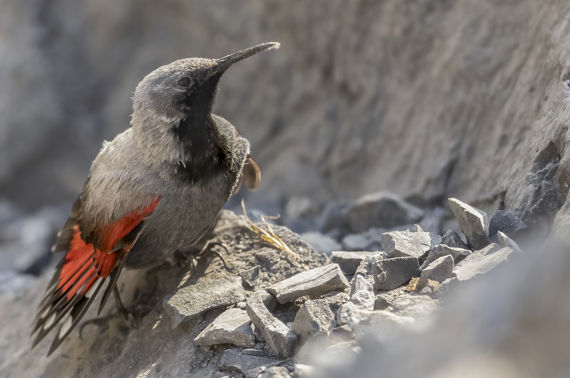 male wallcreeper in livery...