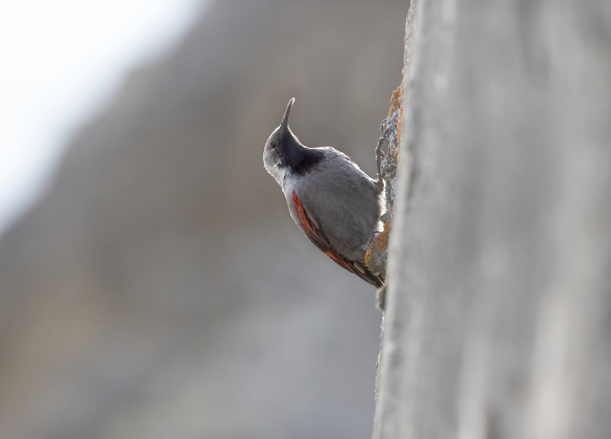 The world of the wallcreeper...
