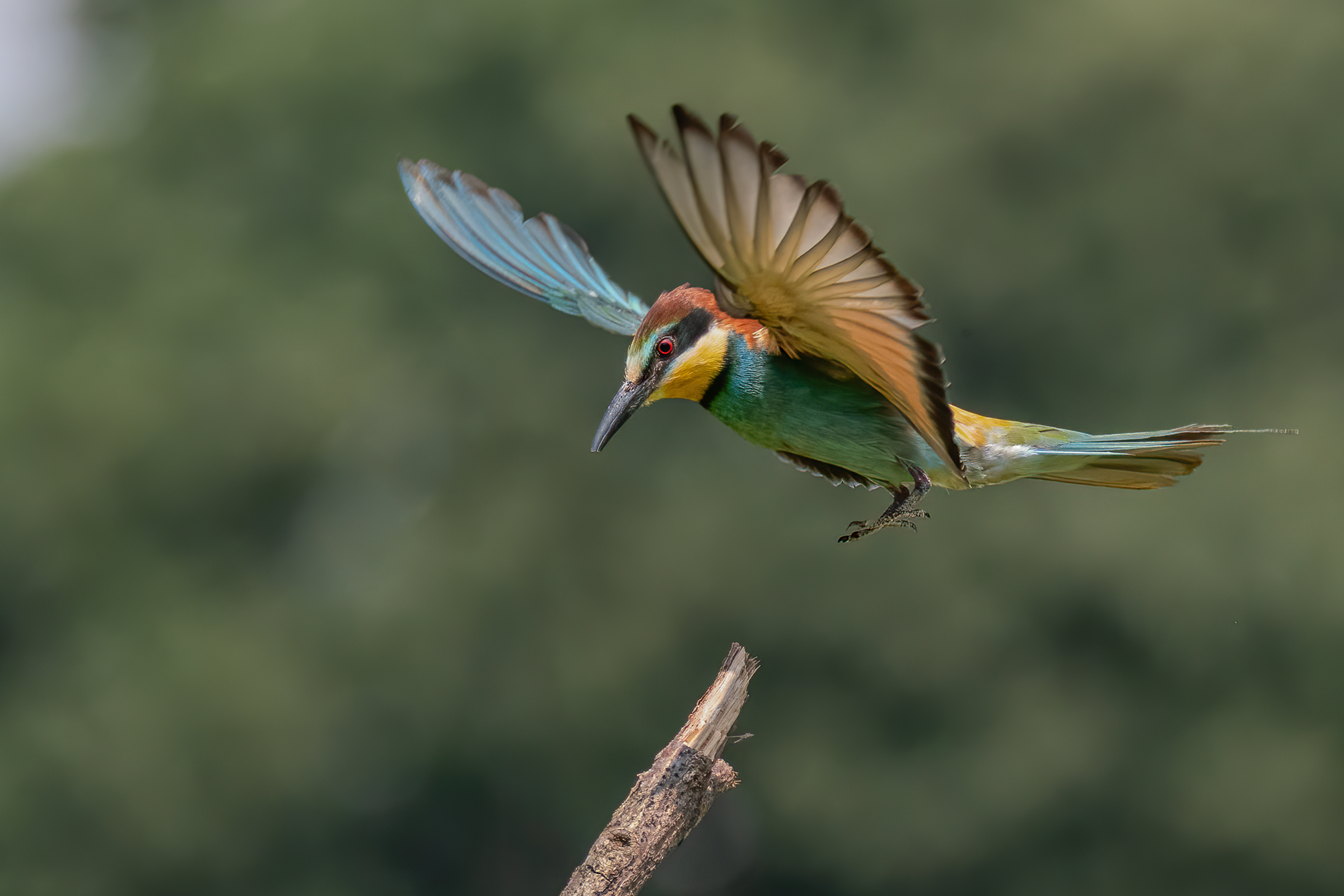 Bee-eater(Merops apiaster)...