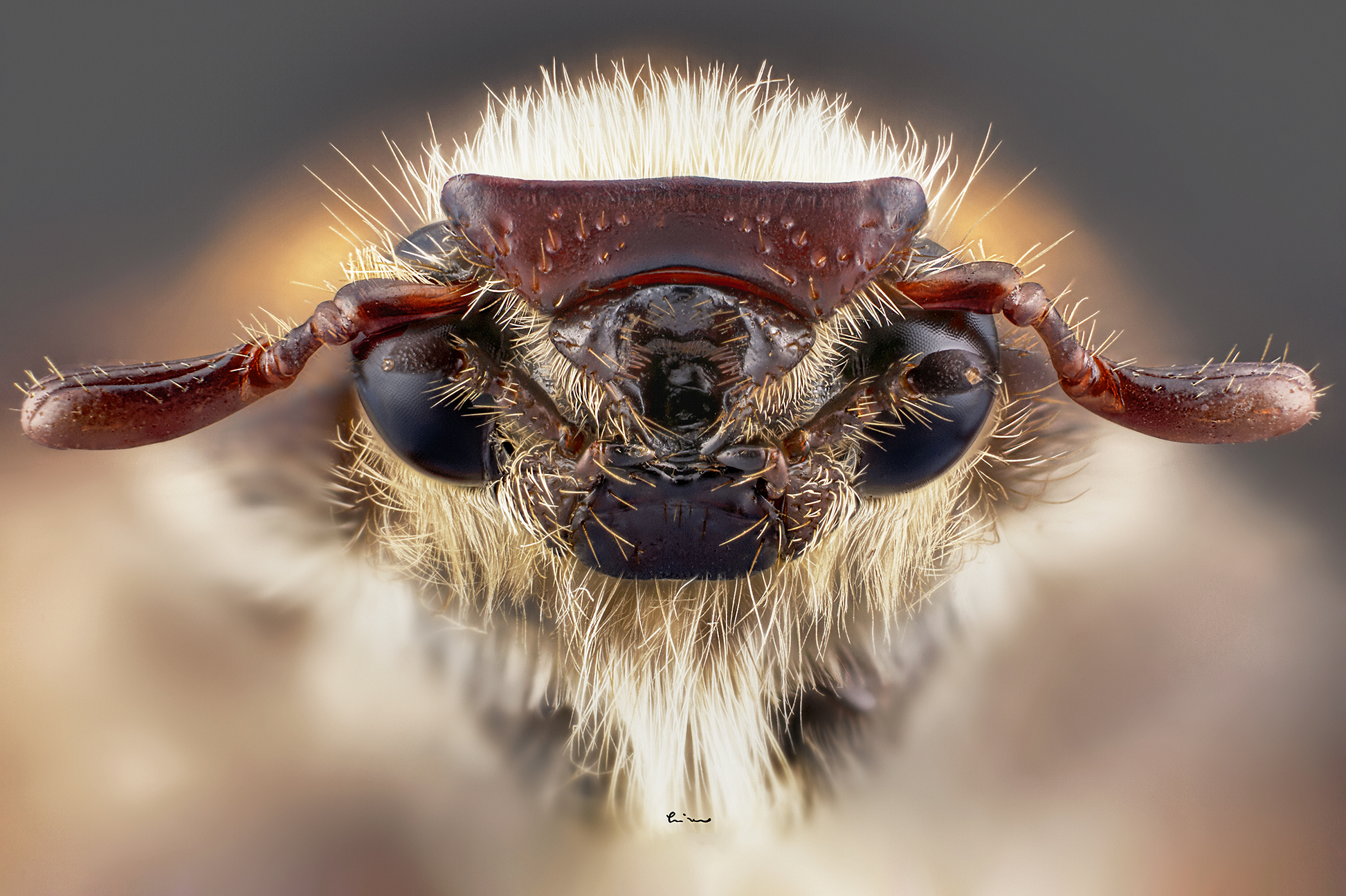 Anoxia (Mesanoxia) matutinalis, Coleoptera...