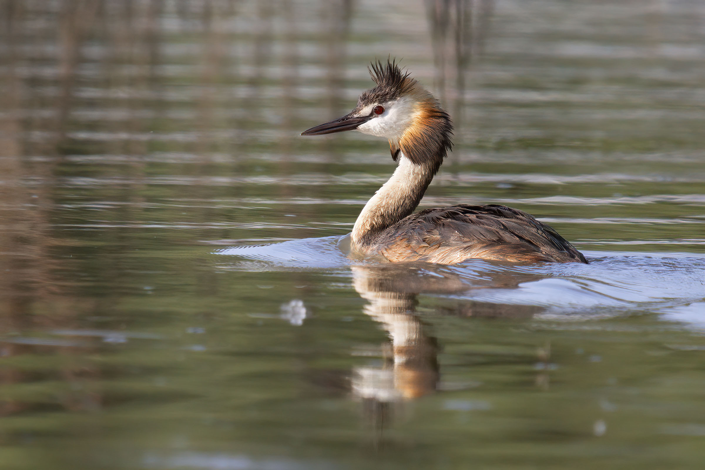 Great crested grebe ...
