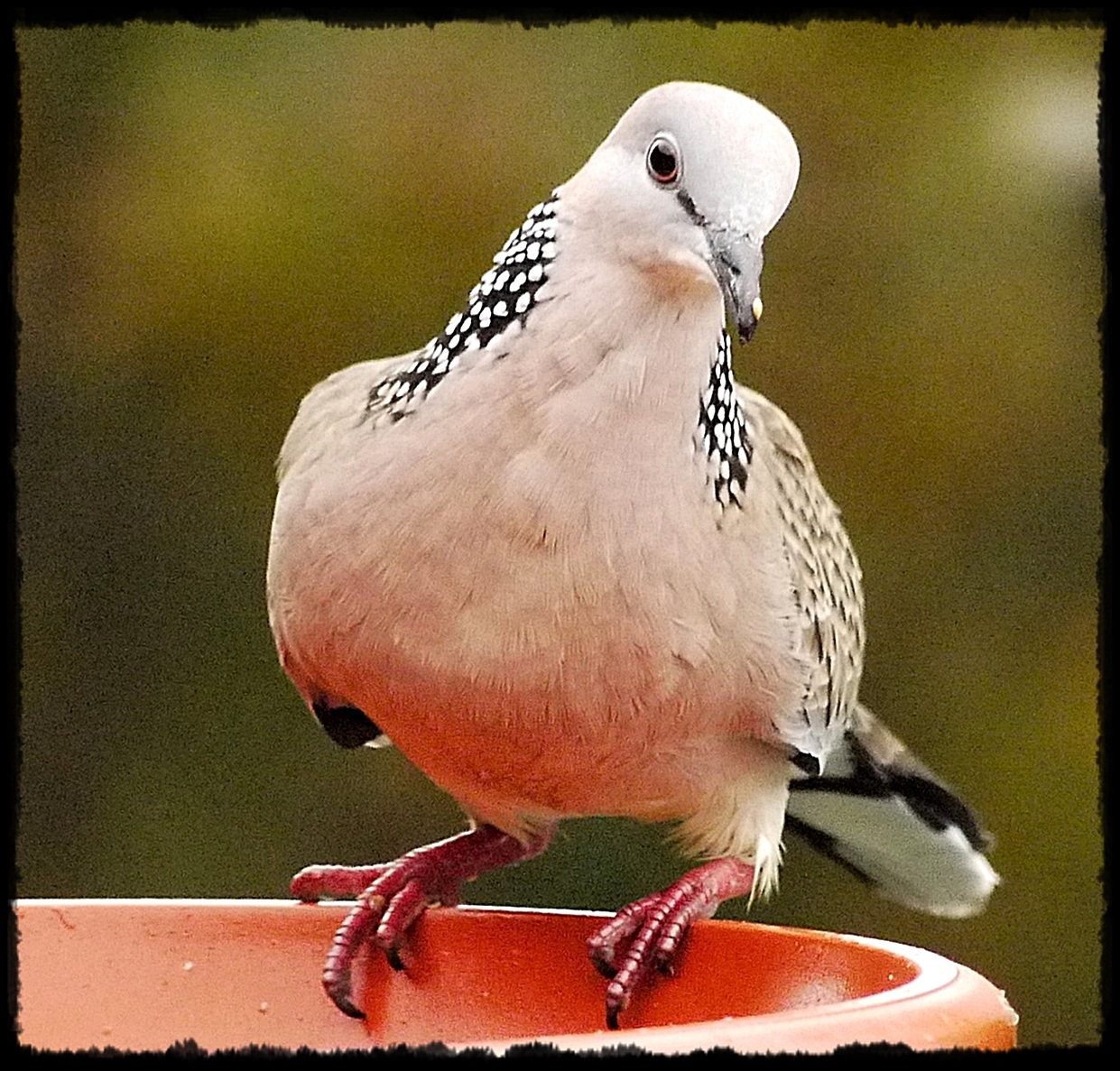 Spotted Dove...