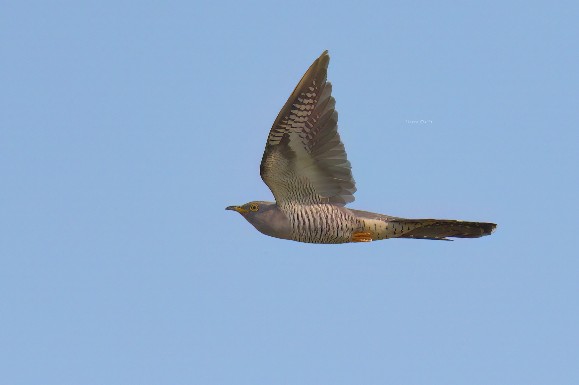 Cuckoo (Cuculus canorus) ...