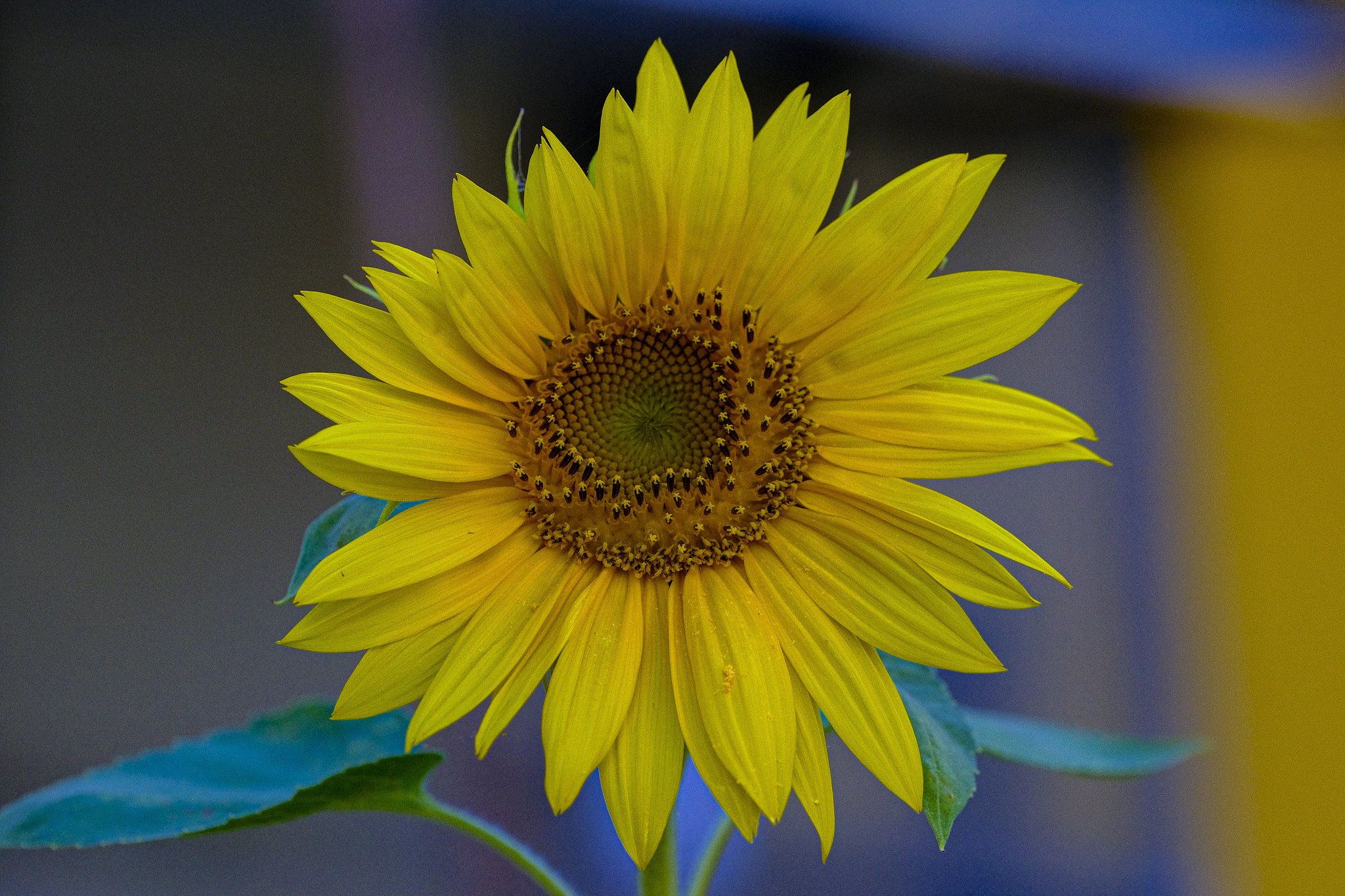 Sunflower ...