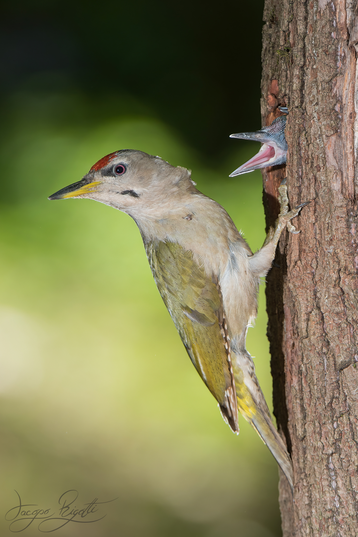 Pecking Grey Woodpecker...