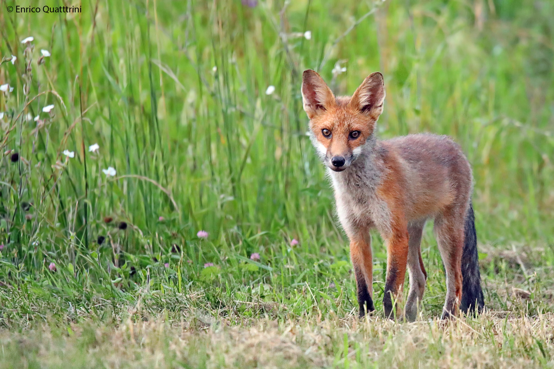 Young fox...