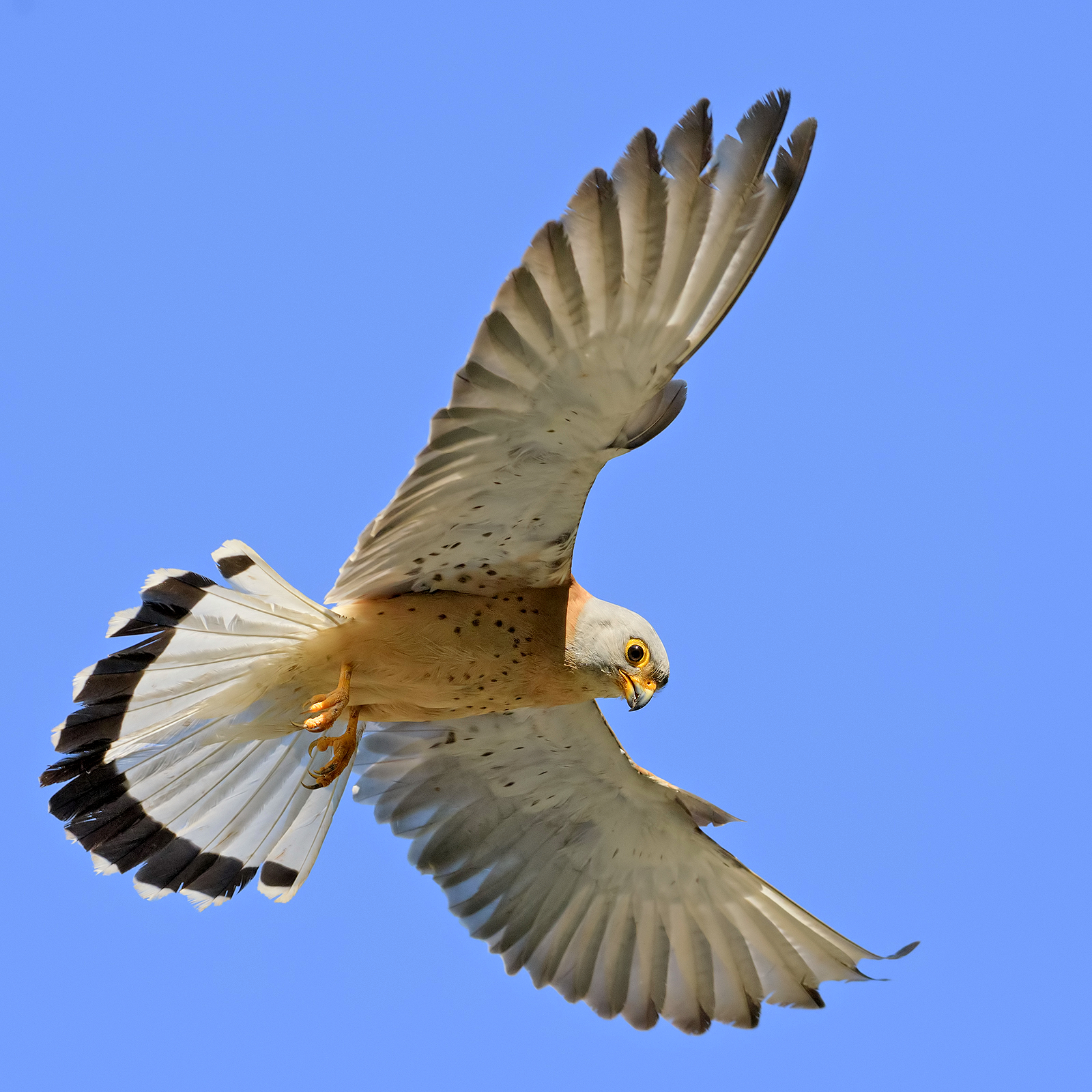 Falco grillaio (maschio)....