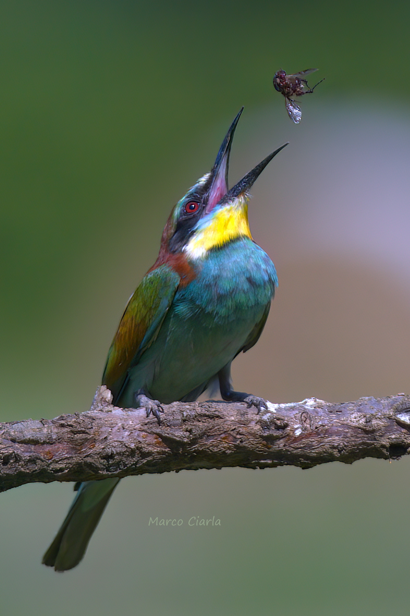 Bee-eater (Merops apiaster) ...