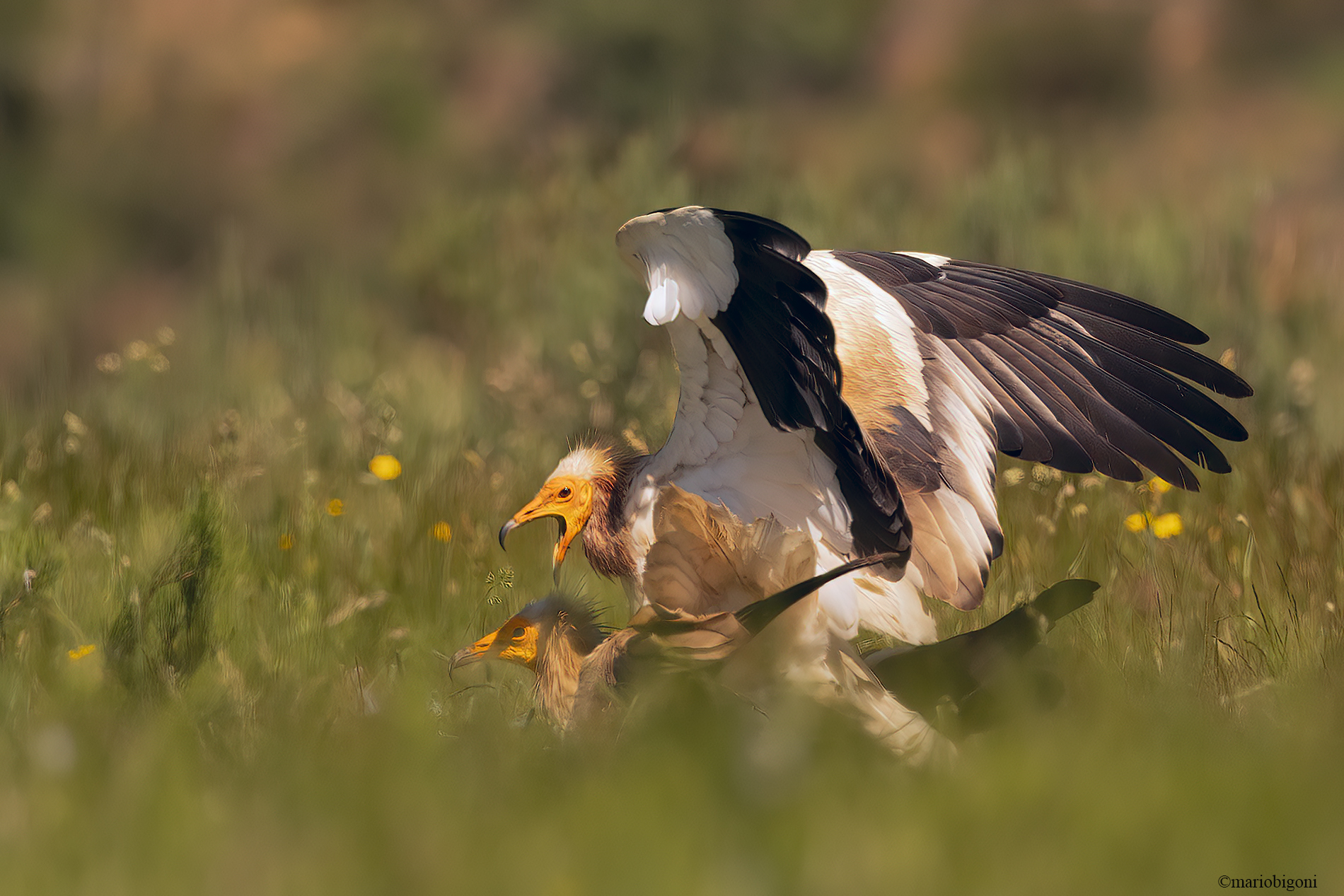Egyptian vulture coupling...