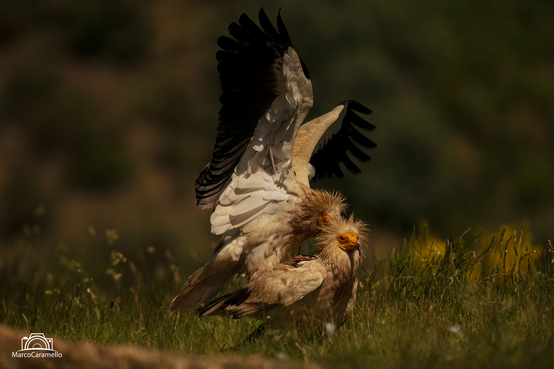 White scavenger vulture...