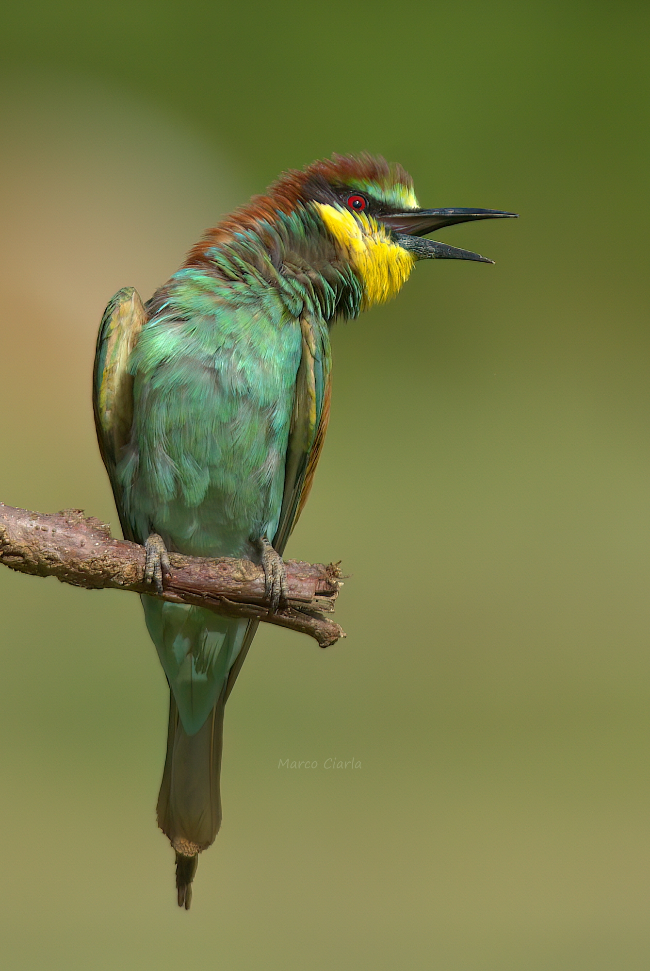 stretching... Bee-eater (Merops apiaster) ...