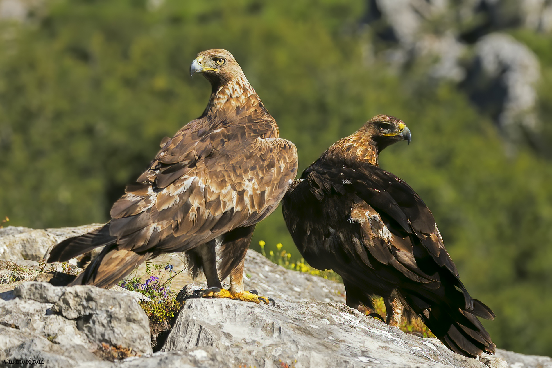 Pair of Golden Eagle...