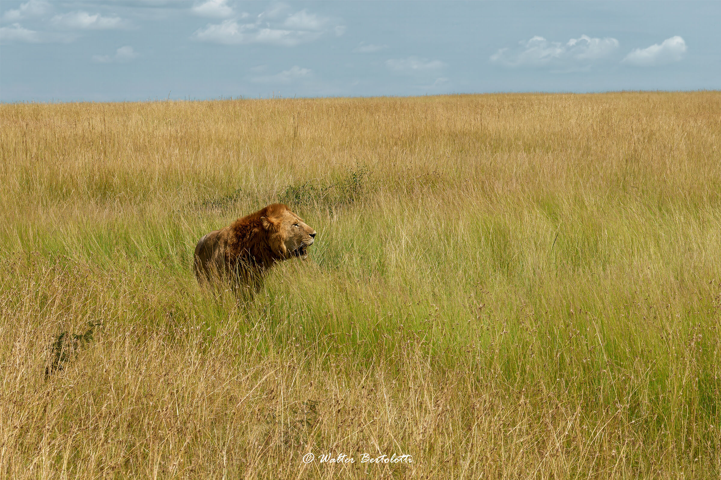 the king of the Mara...