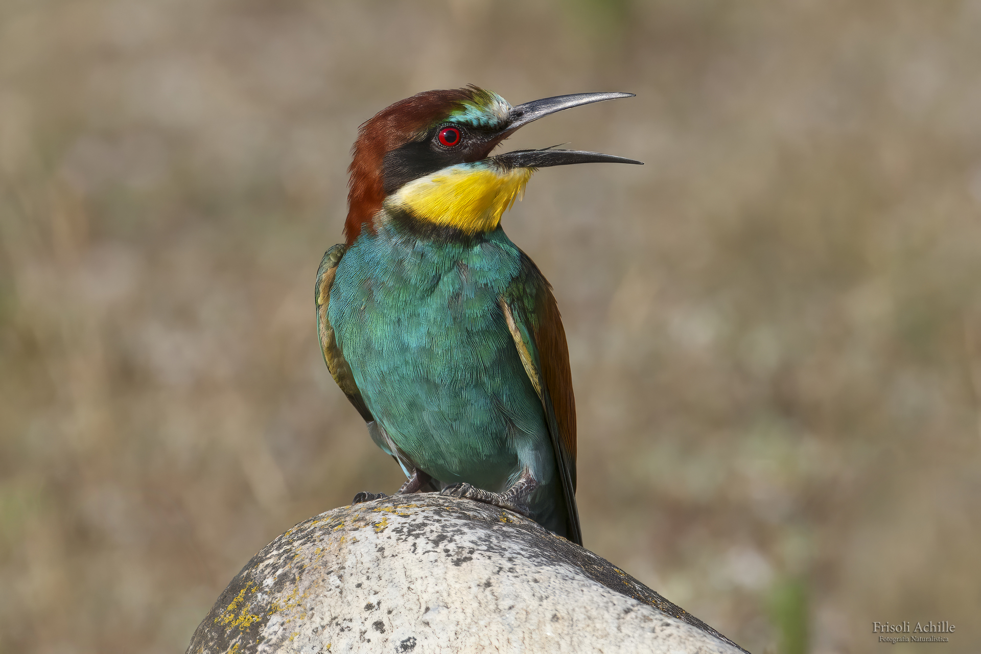 The classic bee-eater...
