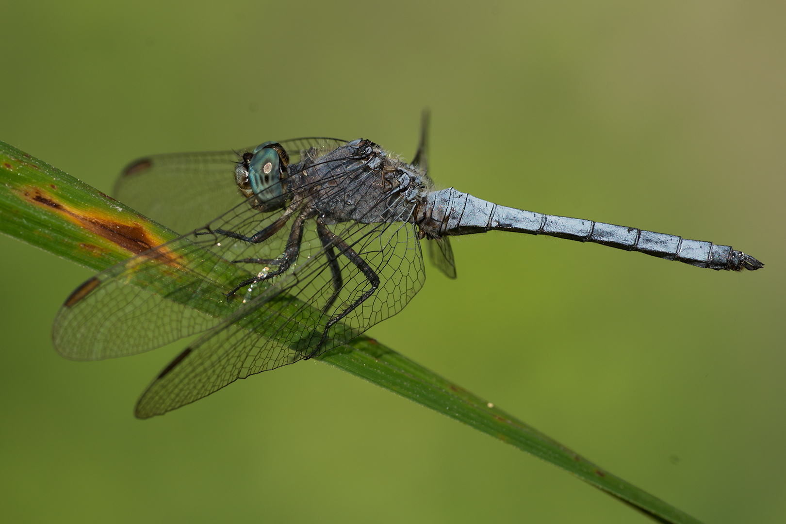 Dragonfly (Orthetrum brunneum - male)...
