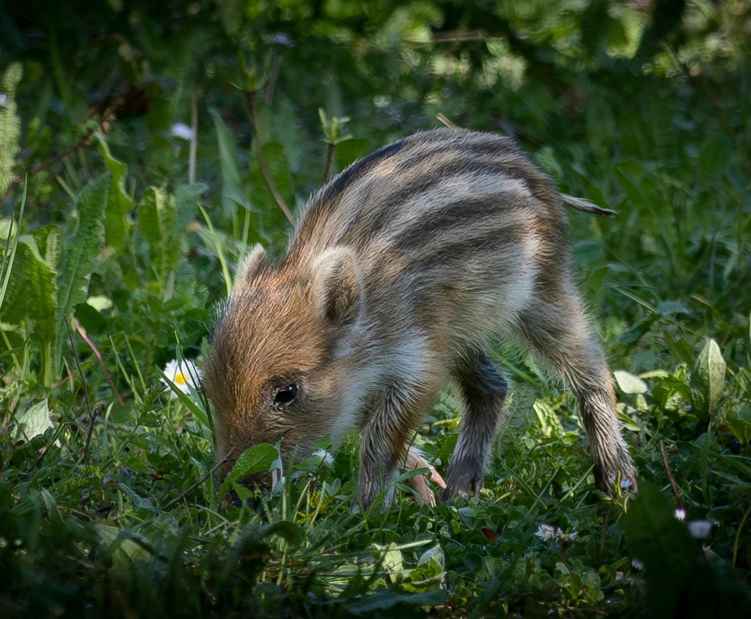 Wild boar cub ...