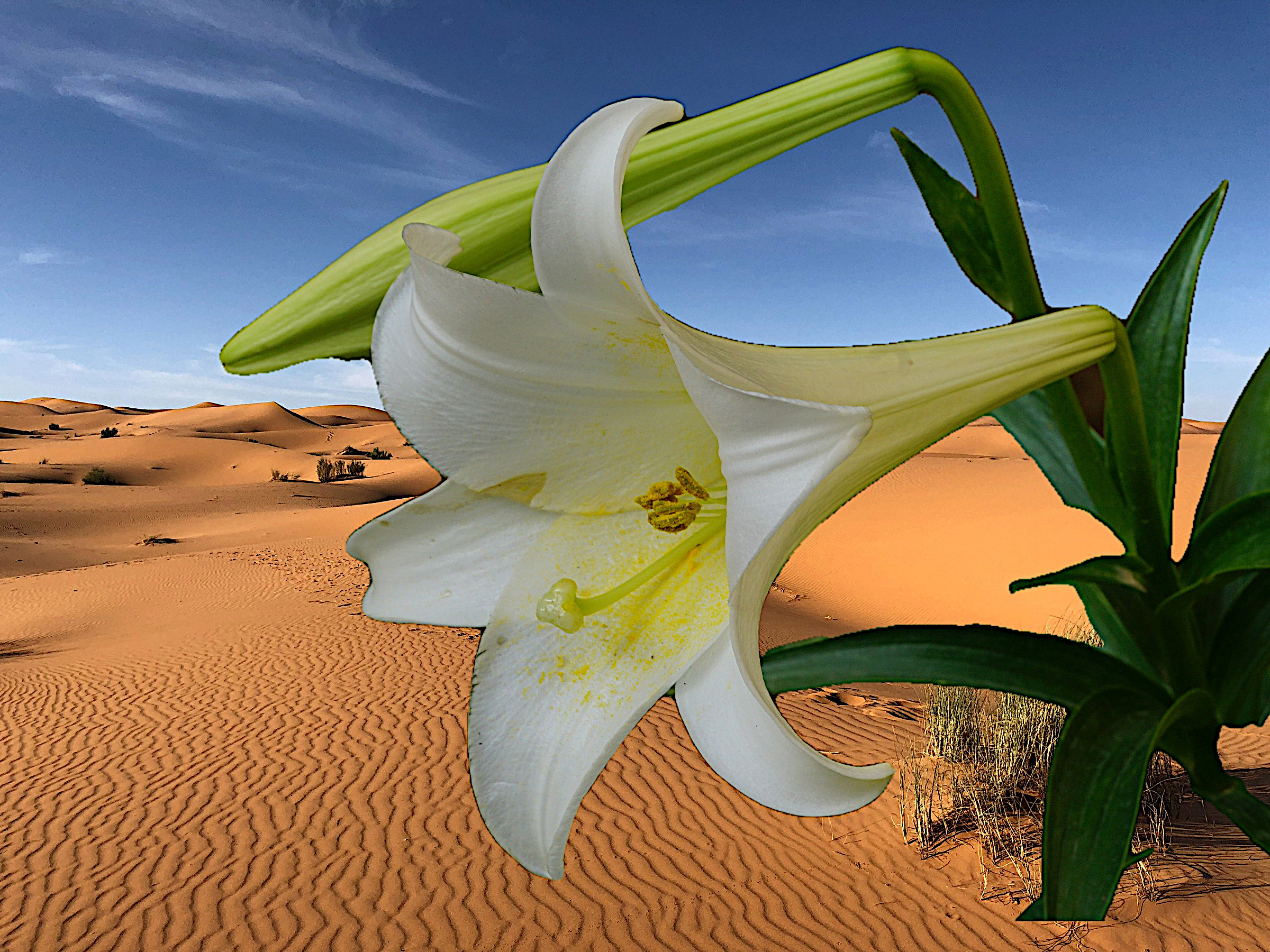 desert flower...