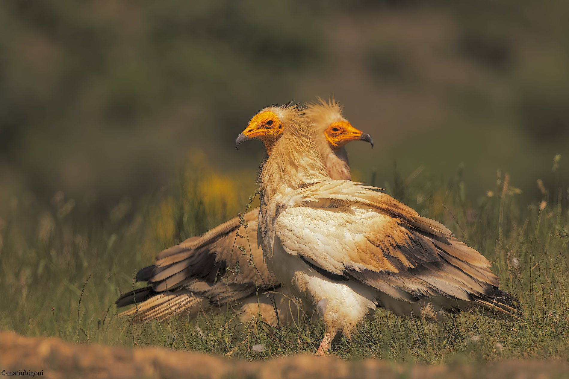 Pair of Egyptian vultures...