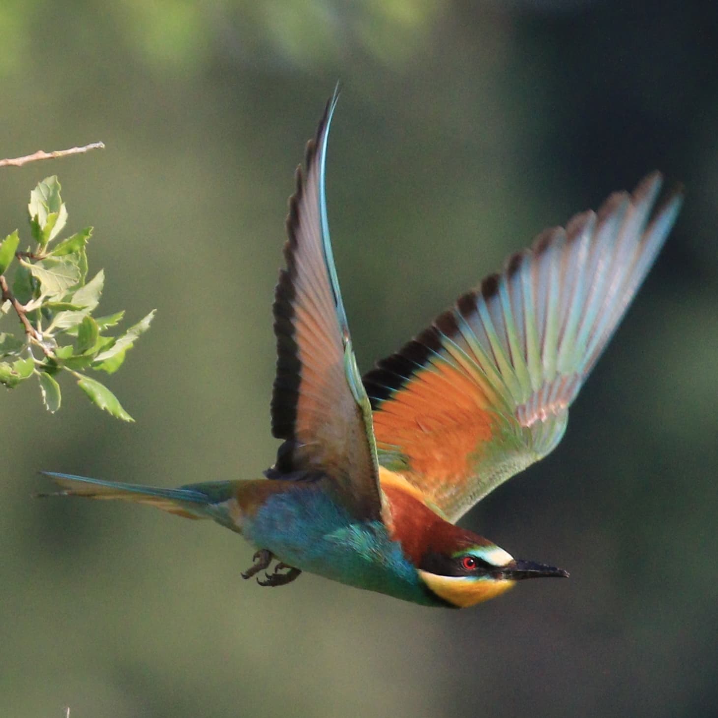 Bee-eater taking off. ...