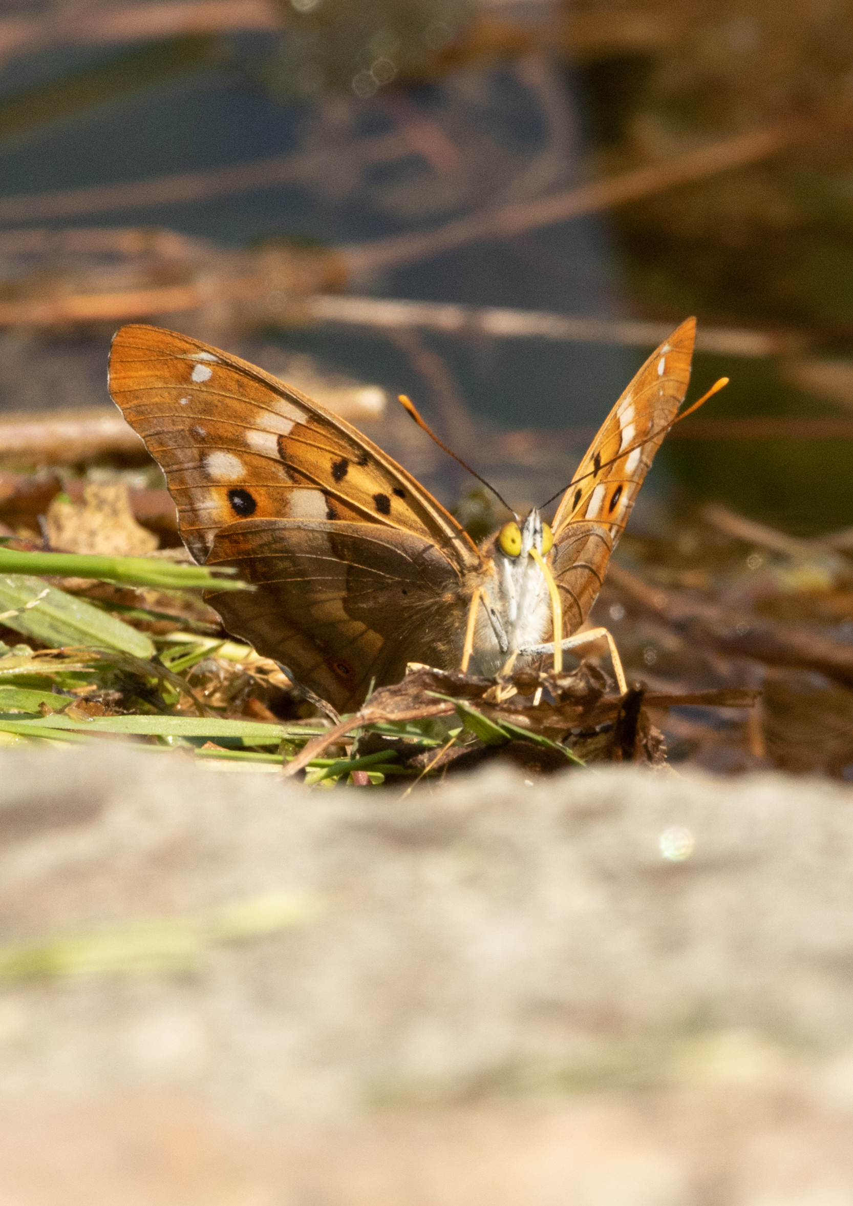 Butterfly Apatura ilia lake of Annone LC 2/06/2023...