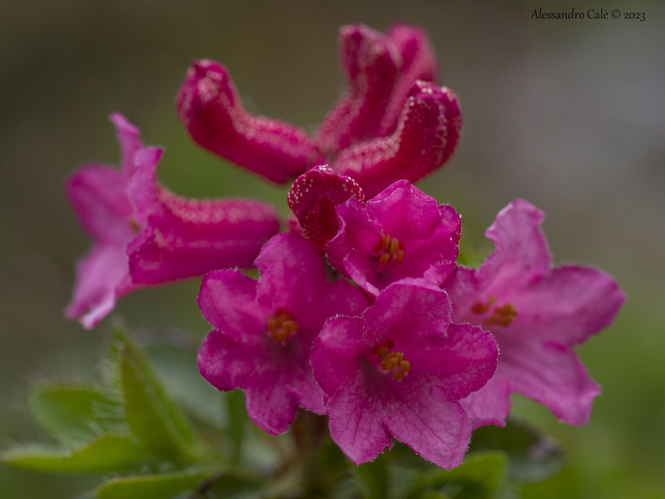 Rhododendron ferrugineum 5329...