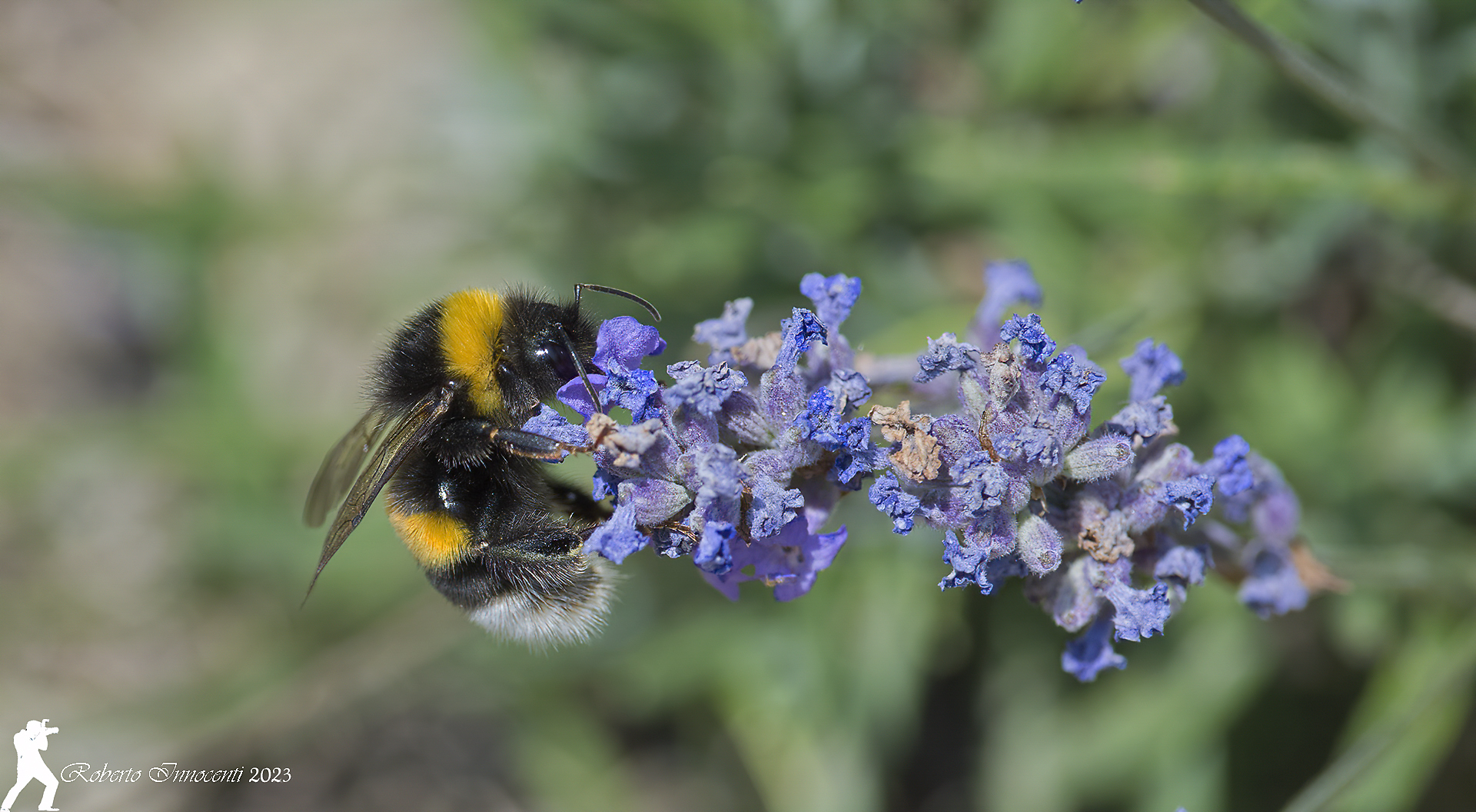 Bumblebee and Lavender...