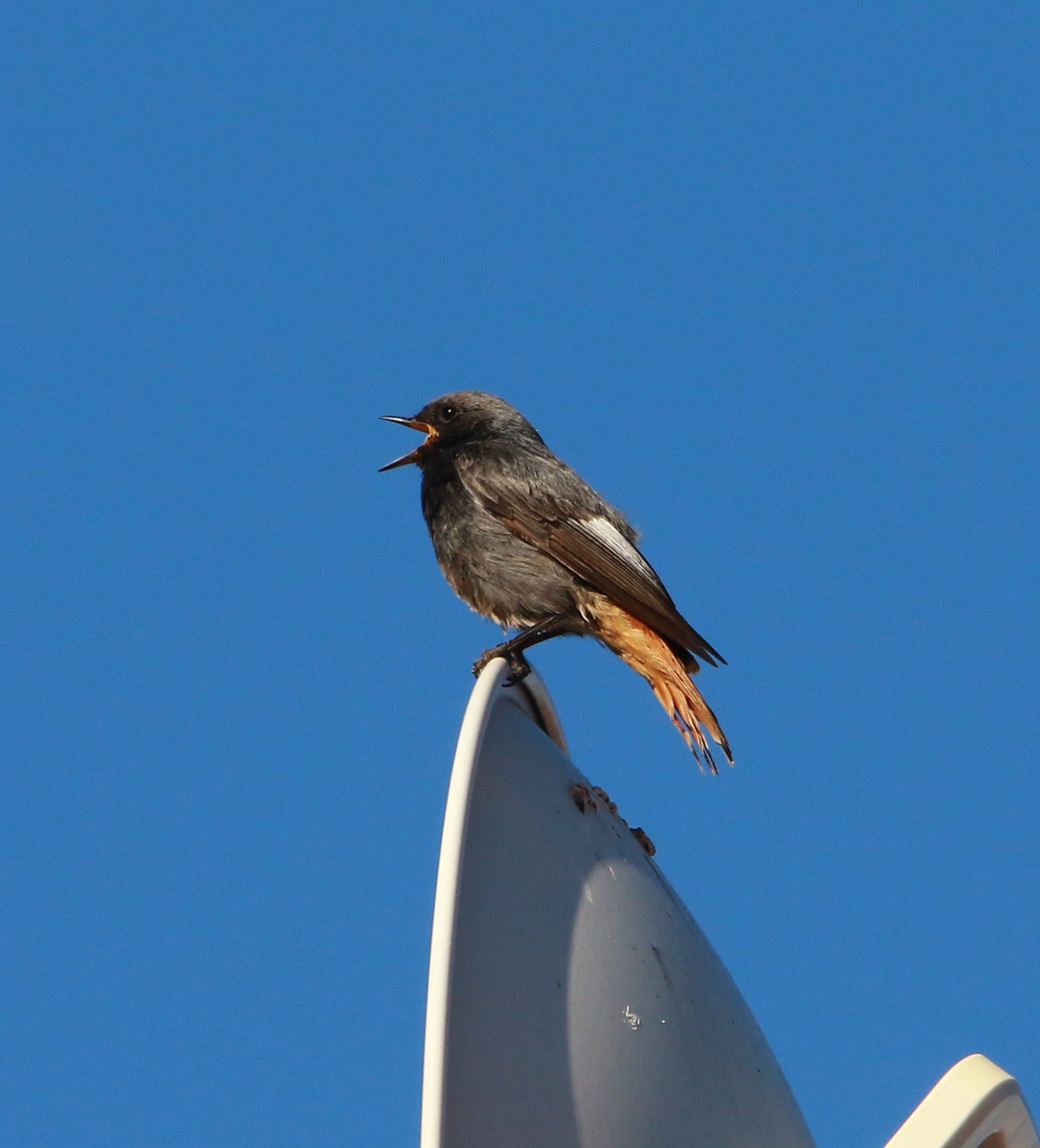 Redstart Male chimney sweep while singing 1/04/2023...