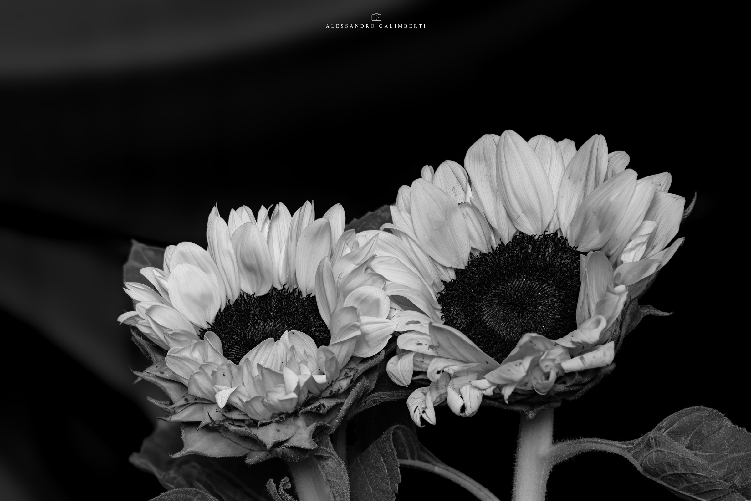 Sunflowers BN...