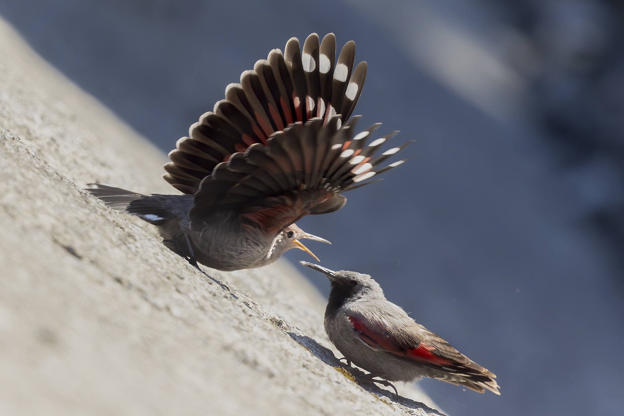 The cue of the wallcreeper...