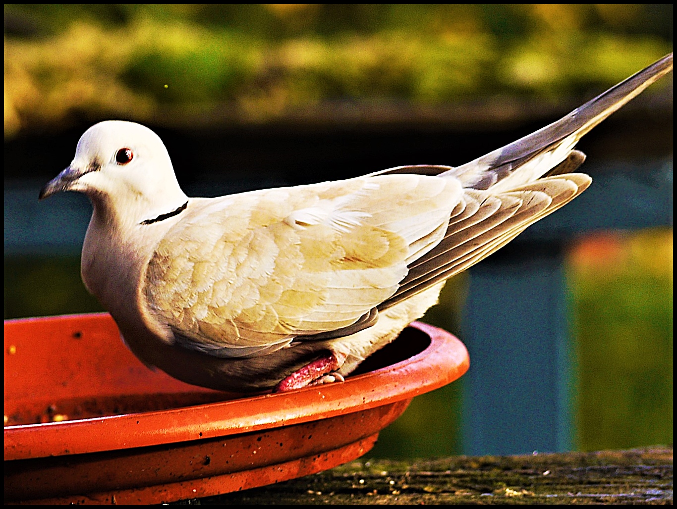 Another Collared Dove...