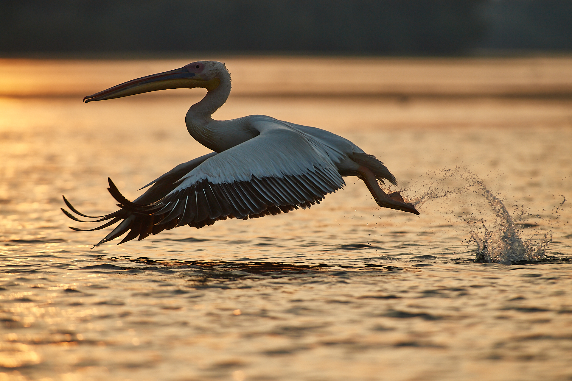 The detachment of the pelican...