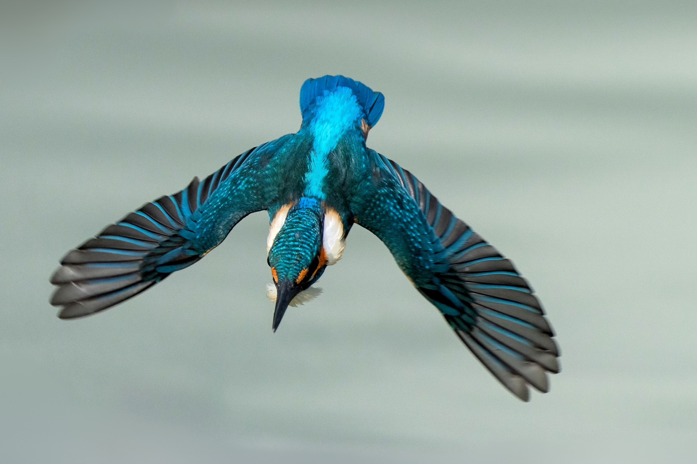 Diving kingfisher...