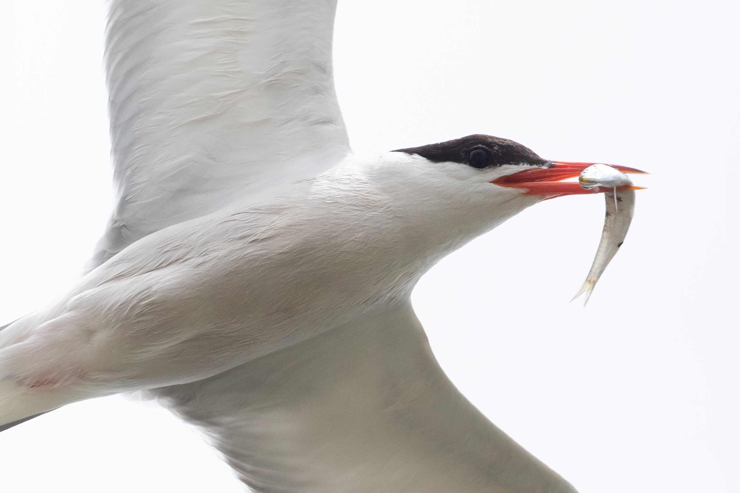 Tern with prey...