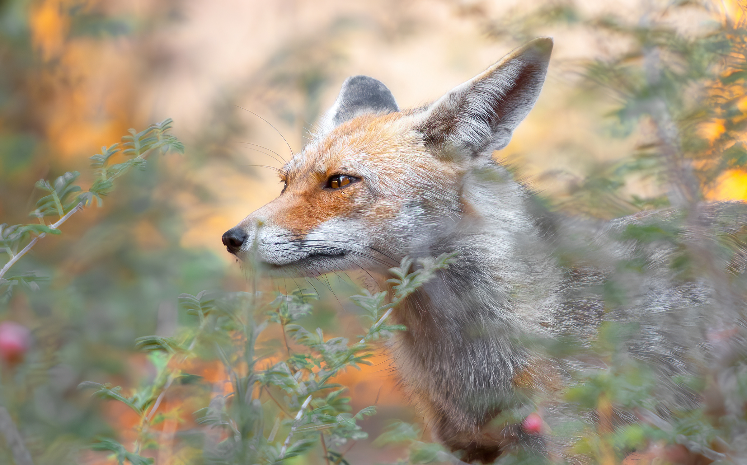 fox at sunset...