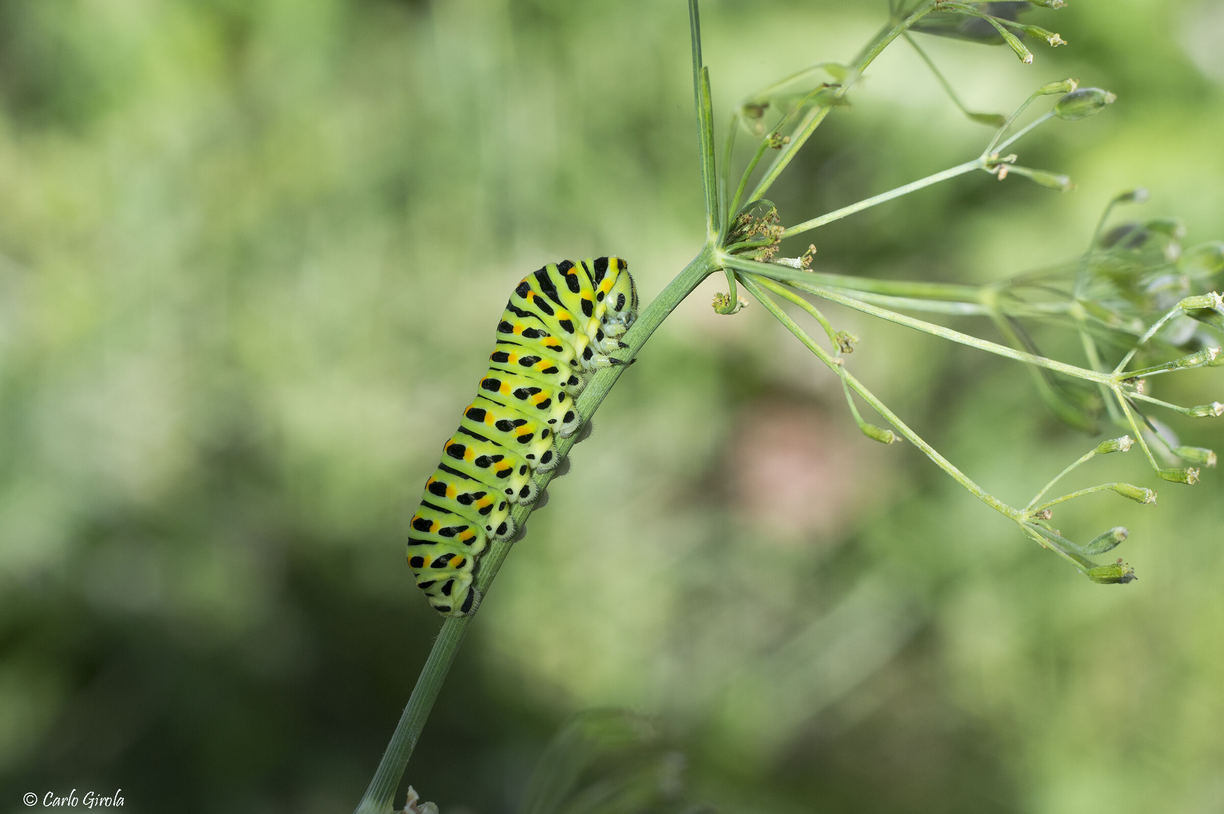 Macaone caterpillar (Papilio machaon)...